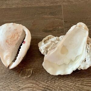 Sea shell of 2
